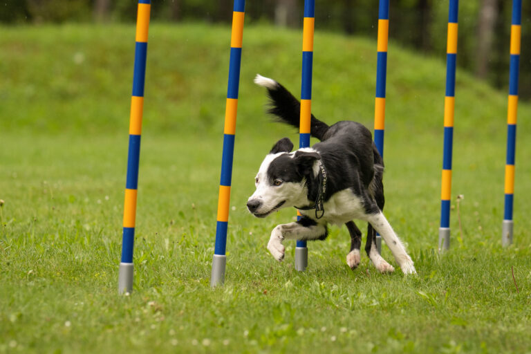 Agility beim ÖRV HSV Eisenerz Münichtal